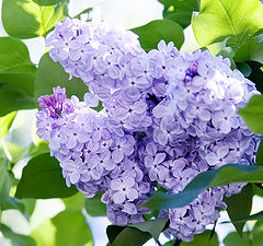 photo "Lilac Blossom"