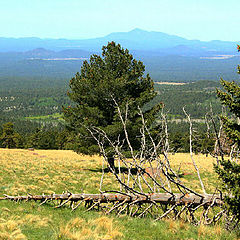 photo "Arizona Landscape"