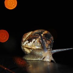 photo "Night-Walker"