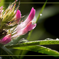 photo "clover after rain"