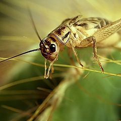 photo "Cricket"