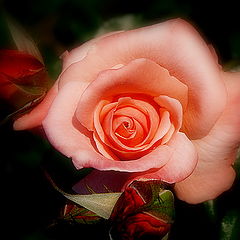фото "The Rose....rose...."