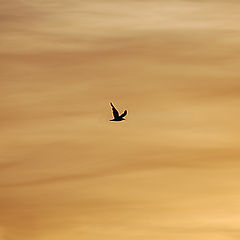 photo "flight"