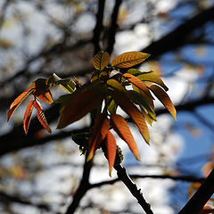 photo "Awakening"