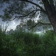 photo "Ballad of Morning Grasses..."