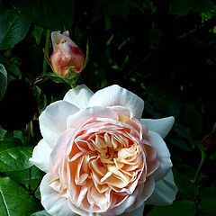 photo "St Cecilia (English Rose)"