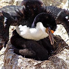 photo "A King Cormorant (Phalacrocorax carunculatus) protecting his nest, Falkland Islands 2004"