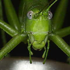 photo "Stranger in green"