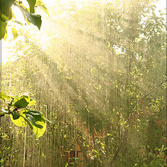 photo "Summer rain..."