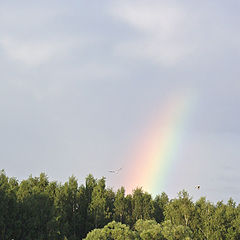 photo "Rainbow, seagull, evening"