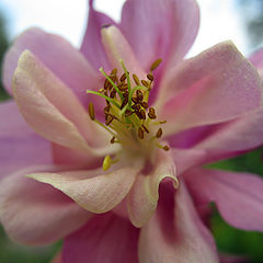 photo "Pink flower"