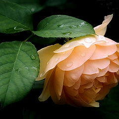 photo "Rose"