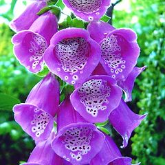 photo "Common Foxglove"