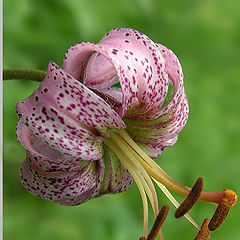 photo "Wild lily"