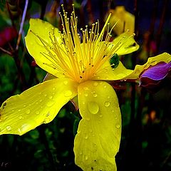 photo "yellow in the rain !"