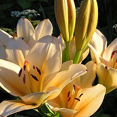 фото "Golden lily"