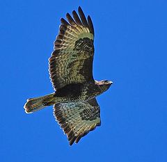 фото "Buzzard"