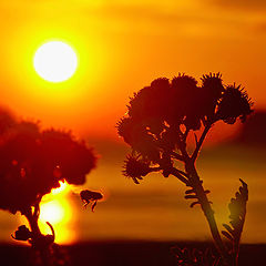 фото "Flying at sunset"