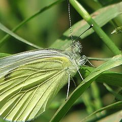 фото "Cabbage white butterfly"