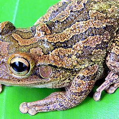 фото "Tree frog on leaf"