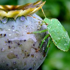 фото "thirsty beatle !!"