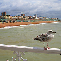 фото "Brighton Peer"