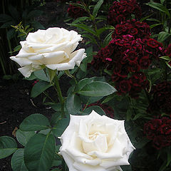 фото "Белые розы"