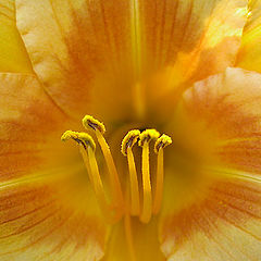 фото "deep yellow"