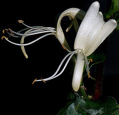 photo "Litle white flower.."