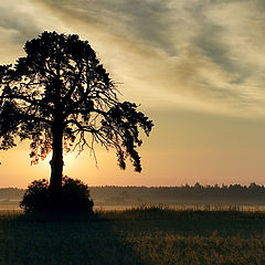 photo "Lonely Pine"