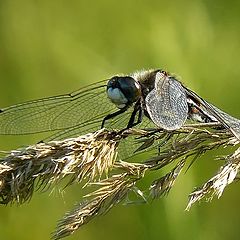 photo "The dragonfly relaxs"