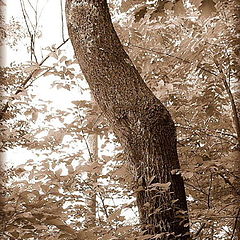 photo "Curvy Tree"