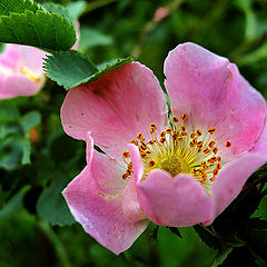 photo "Seems dog-rose"