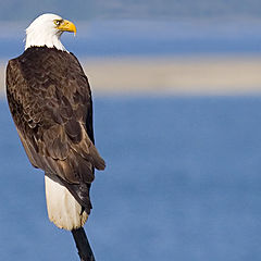 photo "Eagle on a Pole"