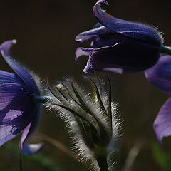 фото "Pulsatilla"