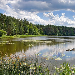 photo "Lake in a wood."