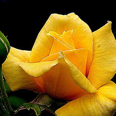 photo "The Yellow  Rose."