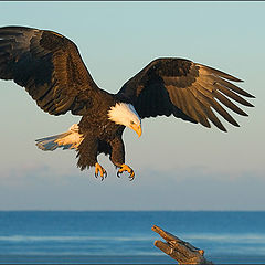 photo "Close to Landing"