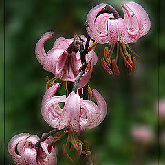 photo "Tenderness"