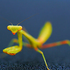 photo "Macro Mantis"