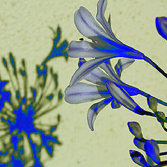 photo "Blue Shadow"
