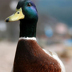 фото "Not a wild Duck 2"