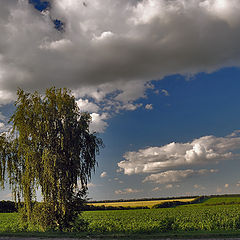 photo "In the field a bindweed stood"