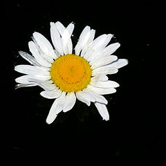 photo "Camomile in dark water"