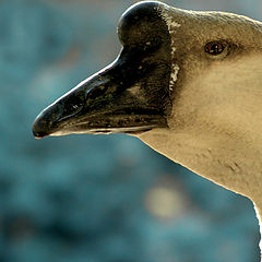 photo "Mister Goose"