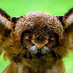 photo "very young owl!"