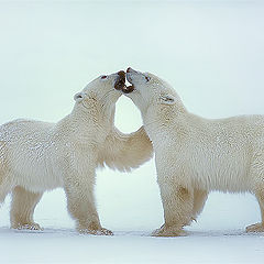 photo "Private Bear Business"