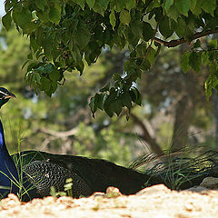 photo "Palace resident"