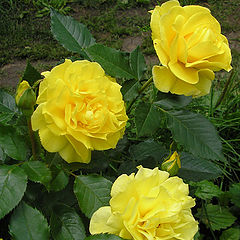 фото "Желтые розы"