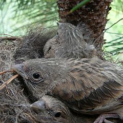 photo "The nest"